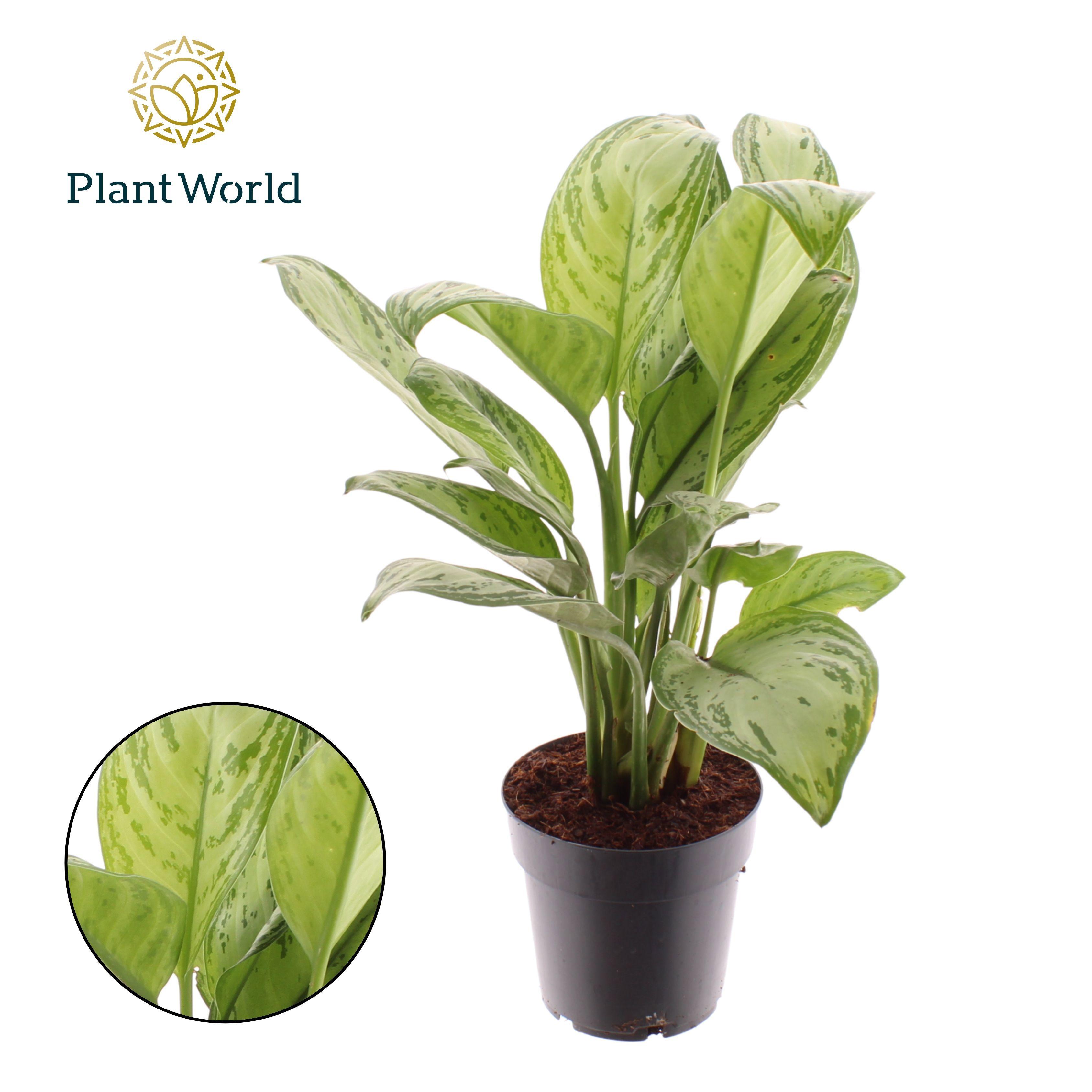 Горшечные цветы и растения оптом Aglaonema Maria Christina от 7шт из Голландии с доставкой по России