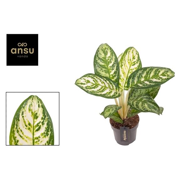 Горшечные цветы и растения оптом Aglaonema Minty Ice от 6шт из Голландии с доставкой по России