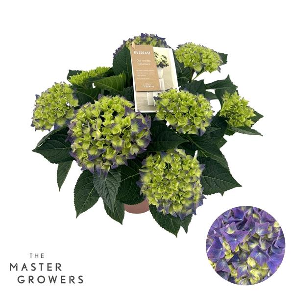 Горшечные цветы и растения оптом Hydrangea Ma Hi Ocean Blue 7+ от 6шт из Голландии с доставкой по России