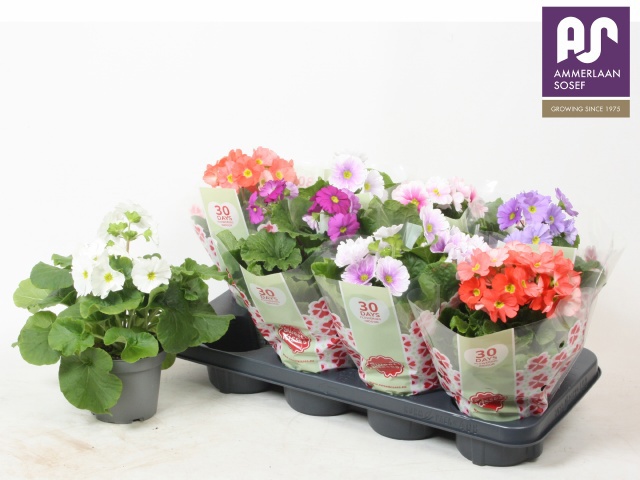 Горшечные цветы и растения оптом Prim Ob Tm Gem от 8шт из Голландии с доставкой по России