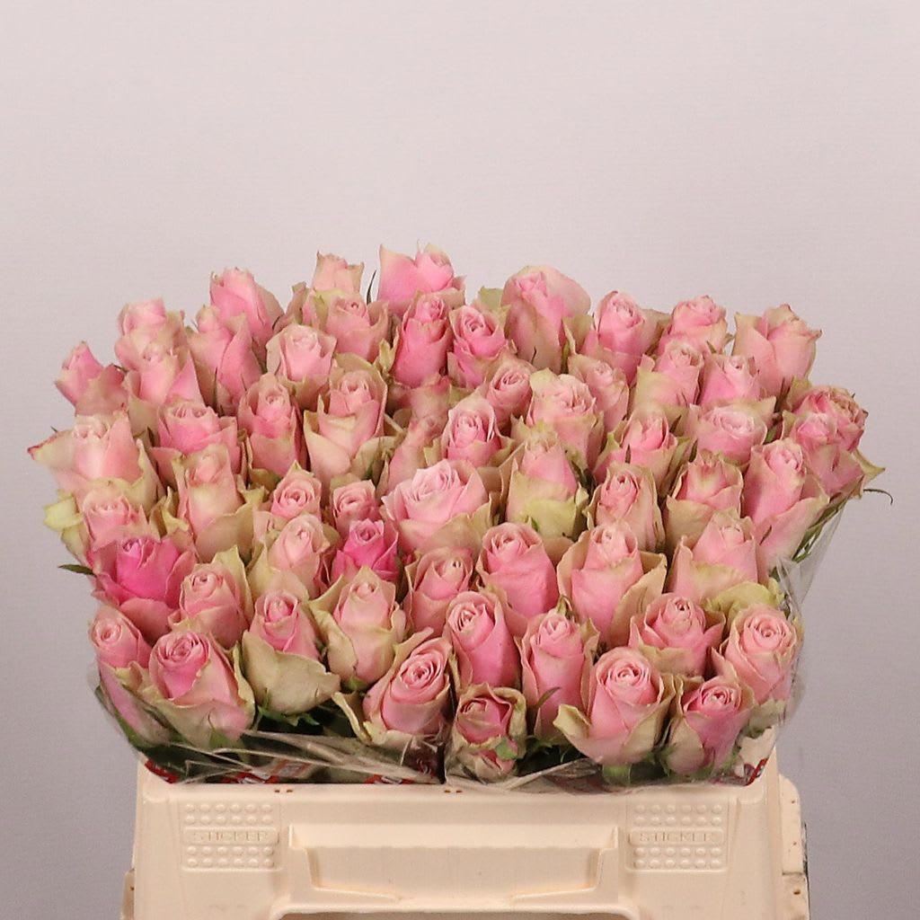 Срезанные цветы оптом Rosa large pink athena от 60шт из Голландии с доставкой по России