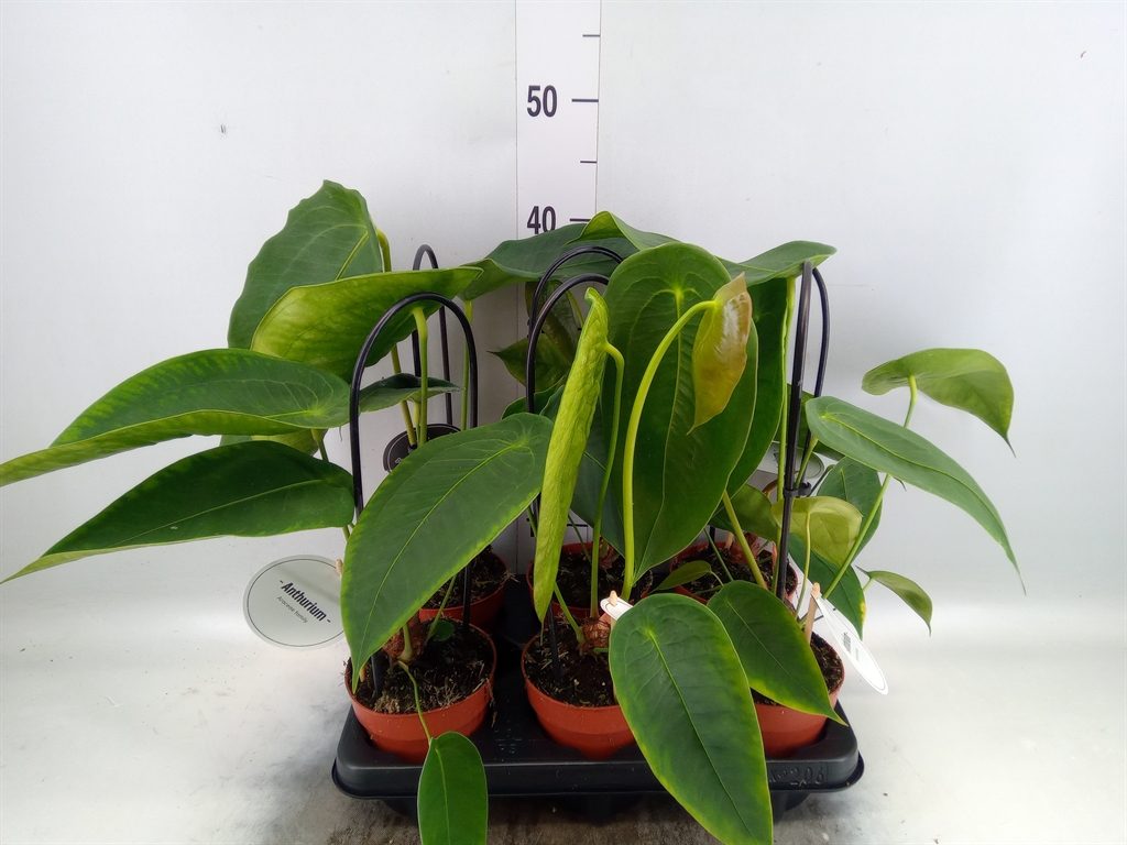 Горшечные цветы и растения оптом Anthurium   ... от 6шт из Голландии с доставкой по России