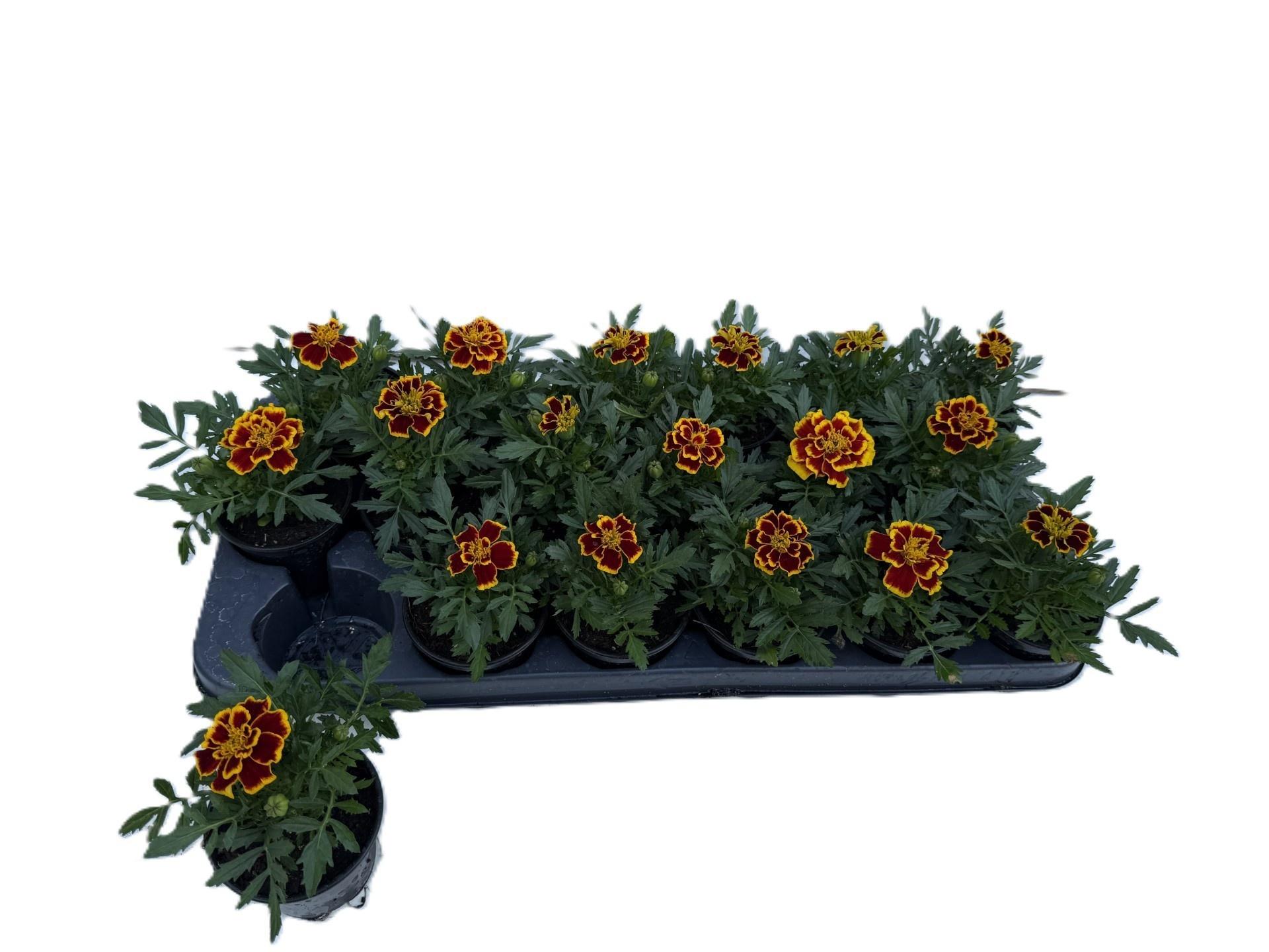Горшечные цветы и растения оптом Tag Ov от 18шт (для телеги) из Голландии с доставкой по России
