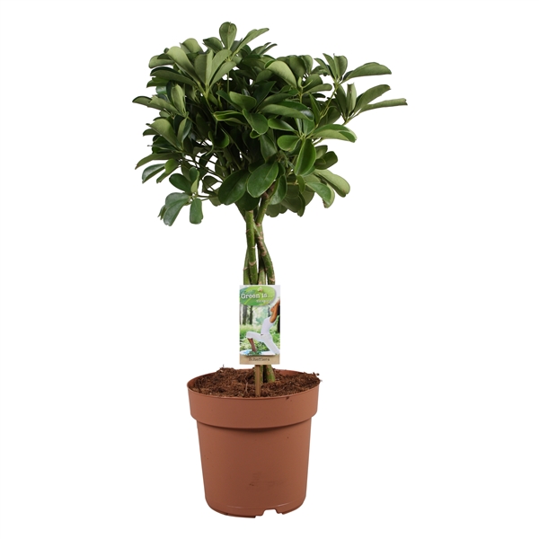 Горшечные цветы и растения оптом Schefflera Nora Twisted Stem от 1шт из Голландии с доставкой по России