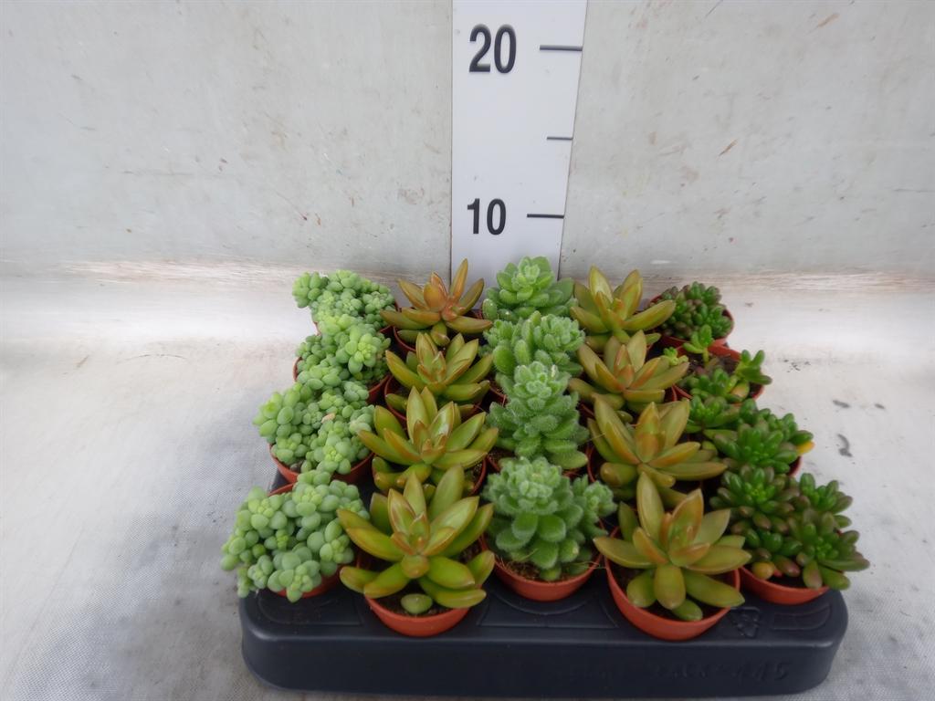 Горшечные цветы и растения оптом Sedum   ... от 20шт (для телеги) из Голландии с доставкой по России