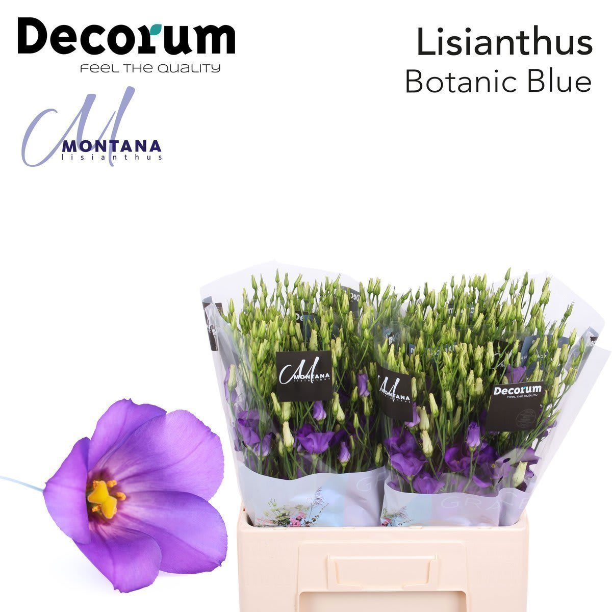 Срезанные цветы оптом Lisianthus si botanic blue от 20шт из Голландии с доставкой по России