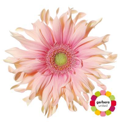 Срезанные цветы оптом Gerbera pasta rosata от 25шт из Голландии с доставкой по России