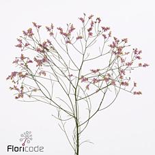 Срезанные цветы оптом Limonium tiffany diamond от 50шт из Голландии с доставкой по России