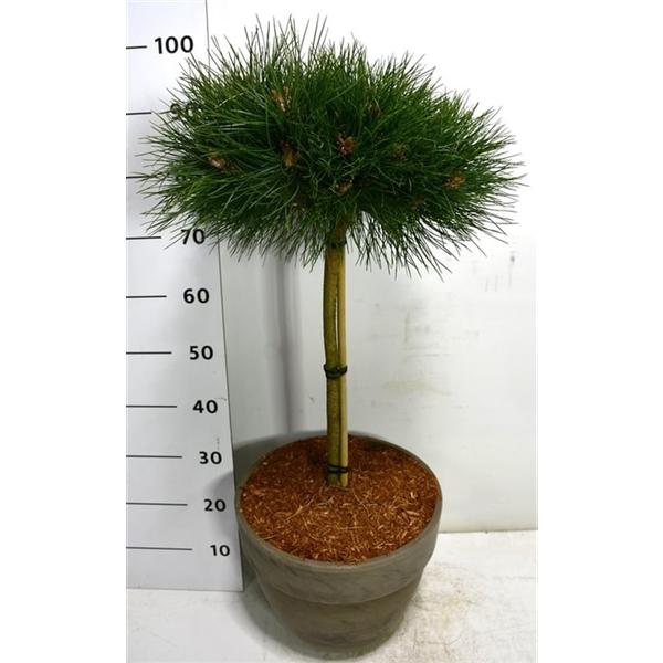 Горшечные цветы и растения оптом Pinus Strobus Macopin In Terra Cotta от 1шт из Голландии с доставкой по России