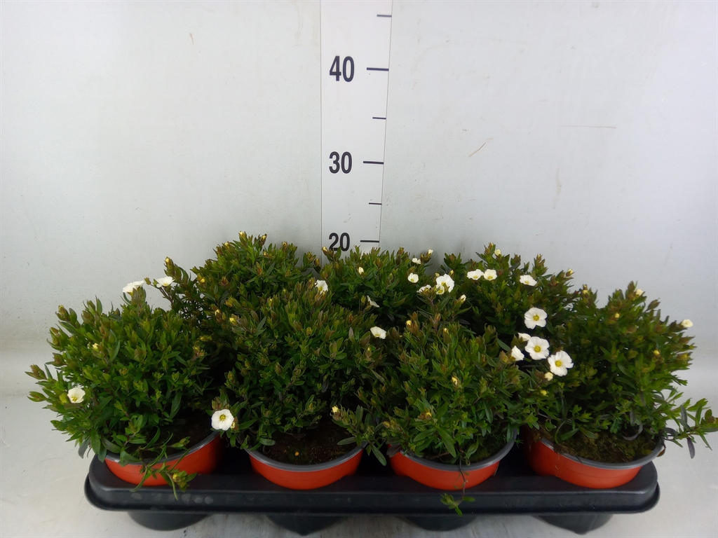 Горшечные цветы и растения оптом Arenaria Montana от 7шт из Голландии с доставкой по России