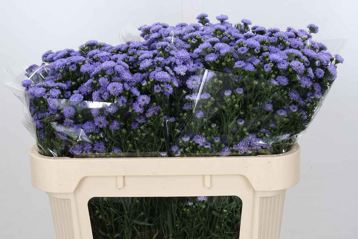 Срезанные цветы оптом Aster baby blue от 100шт из Голландии с доставкой по России