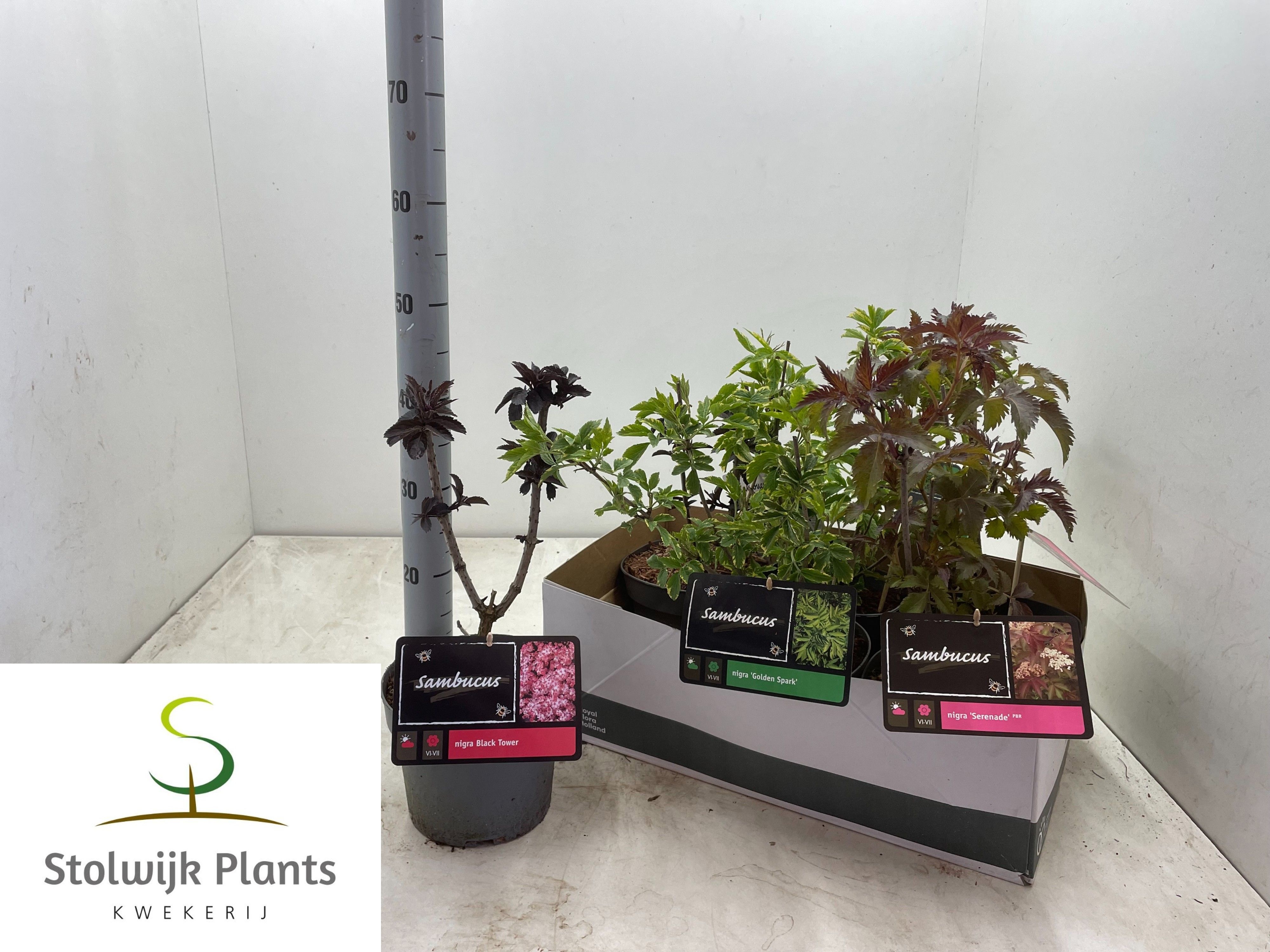 Горшечные цветы и растения оптом Samb Nigra от 6шт из Голландии с доставкой по России