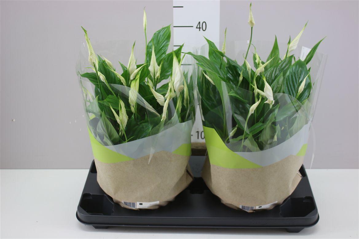 Горшечные цветы и растения оптом Spathiphyllum Bellini Schaal от 2шт из Голландии с доставкой по России