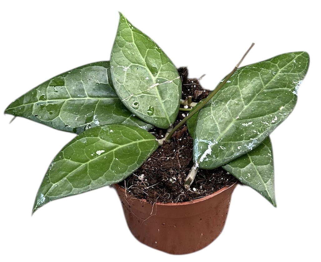 Горшечные цветы и растения оптом Hoya Verticillata Lampung от 1шт из Голландии с доставкой по России