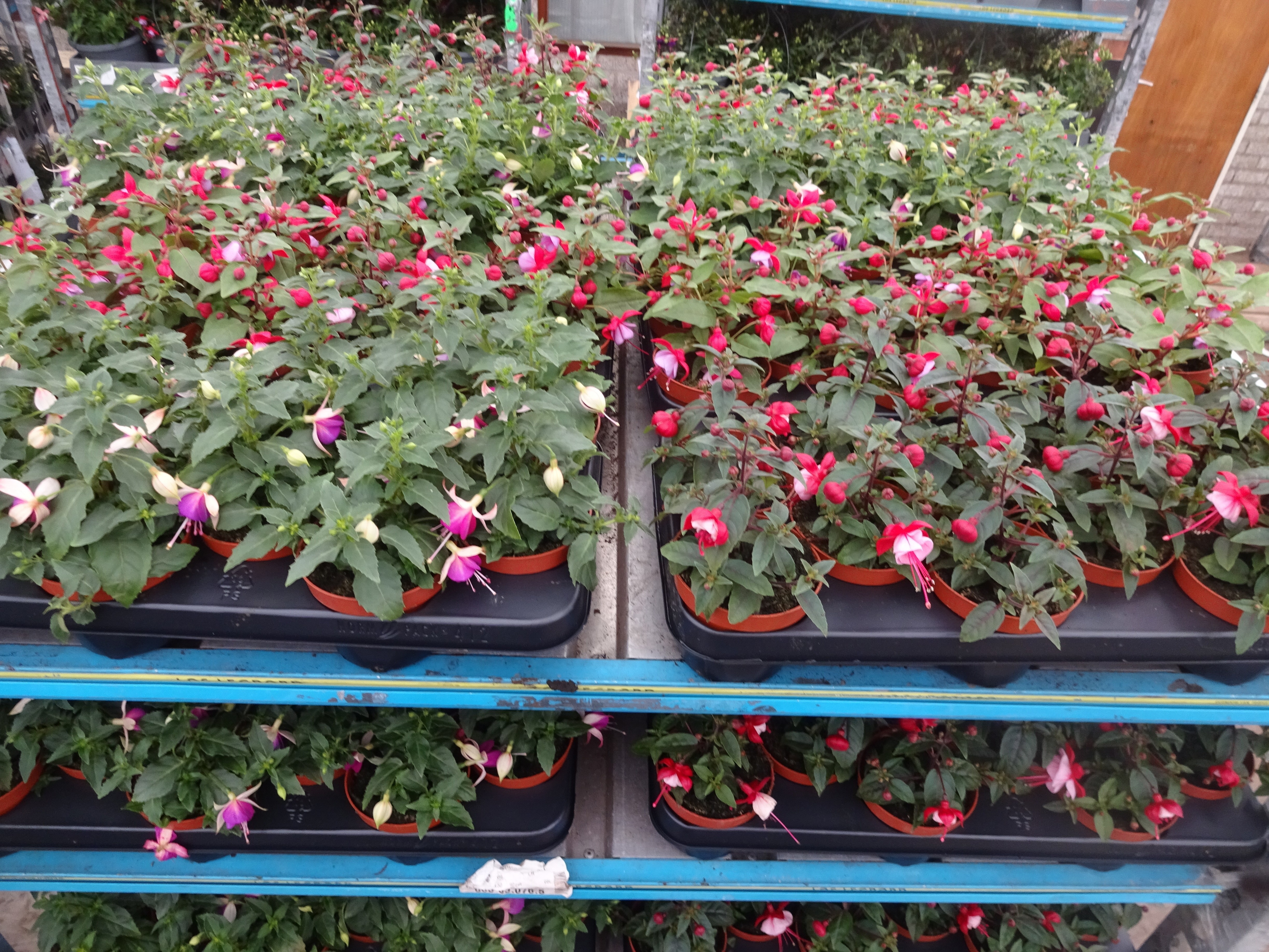 Горшечные цветы и растения оптом Fuchsia Mixk от 12шт из Голландии с доставкой по России