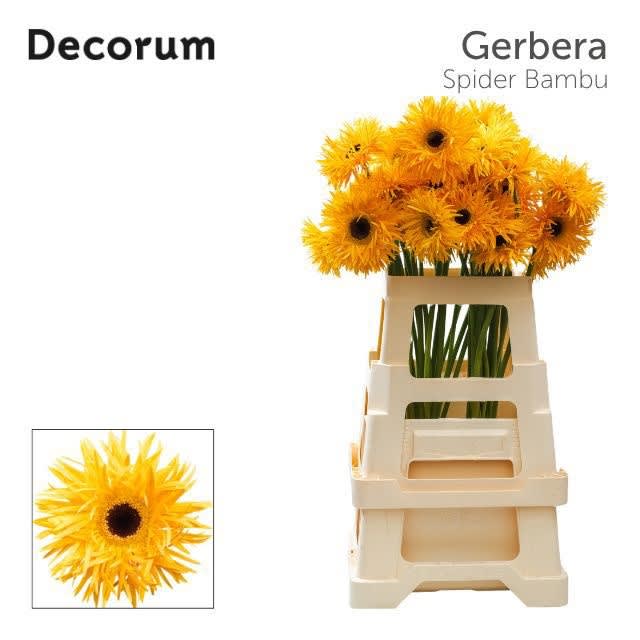 Срезанные цветы оптом Gerbera gerspider bambu от 40шт из Голландии с доставкой по России