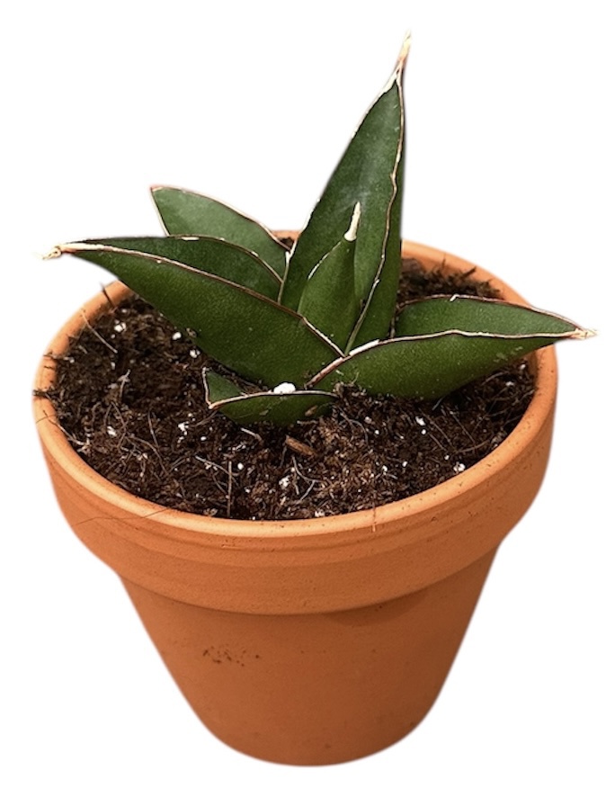 Горшечные цветы и растения оптом Sansevieria Tower Blue от 1шт (для телеги) из Голландии с доставкой по России