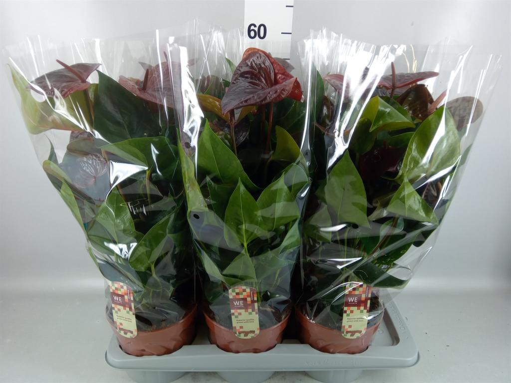 Горшечные цветы и растения оптом Anthurium Andr. essencia от 6шт из Голландии с доставкой по России