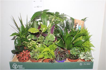 Горшечные цветы и растения оптом Kamerpl Gem от 24шт (для телеги) из Голландии с доставкой по России