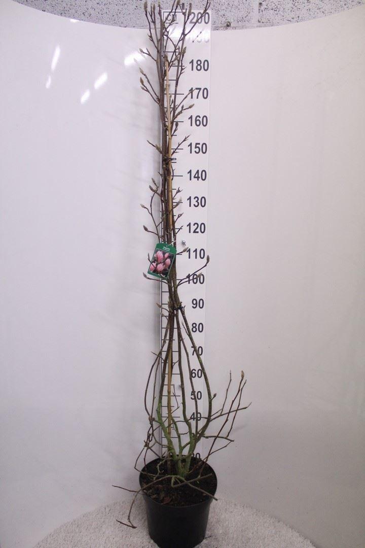 Горшечные цветы и растения оптом Magnolia Soulang. от 1шт из Голландии с доставкой по России