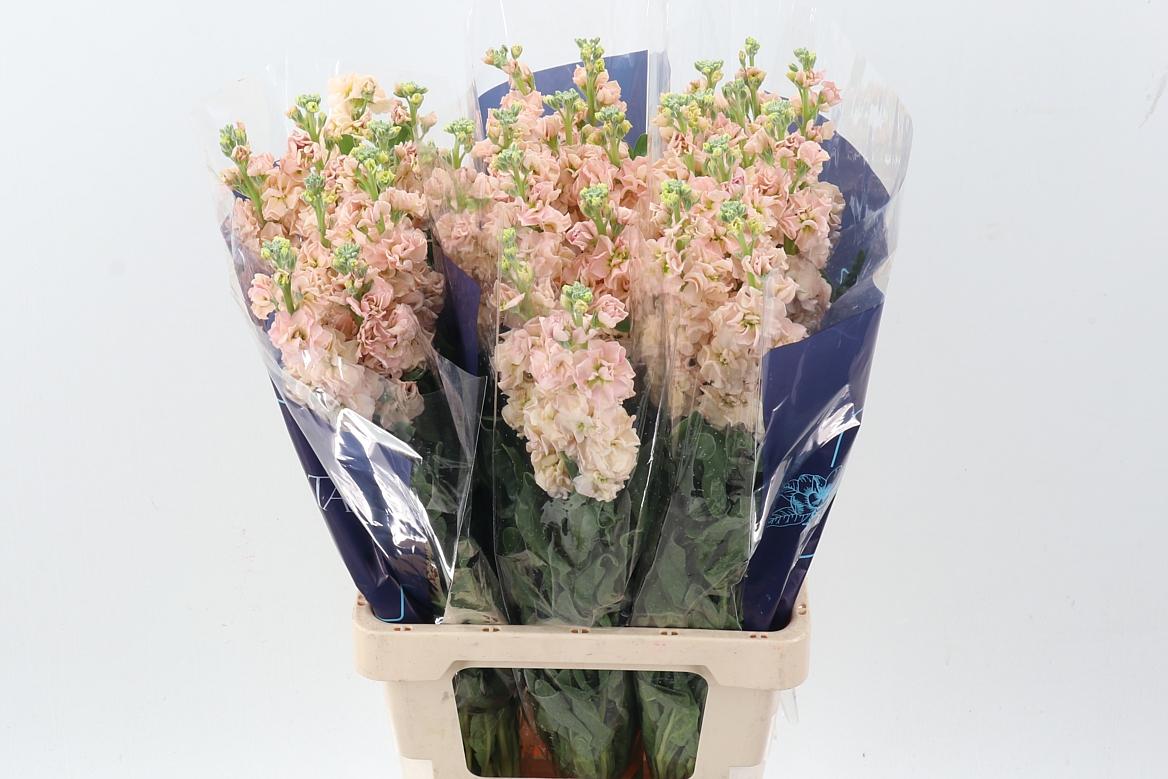 Срезанные цветы оптом Matthiola iron apricot от 30шт из Голландии с доставкой по России