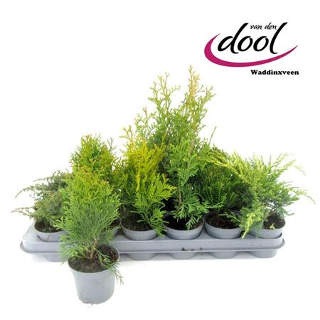 Горшечные цветы и растения оптом Coniferen Gem от 18шт (для телеги) из Голландии с доставкой по России