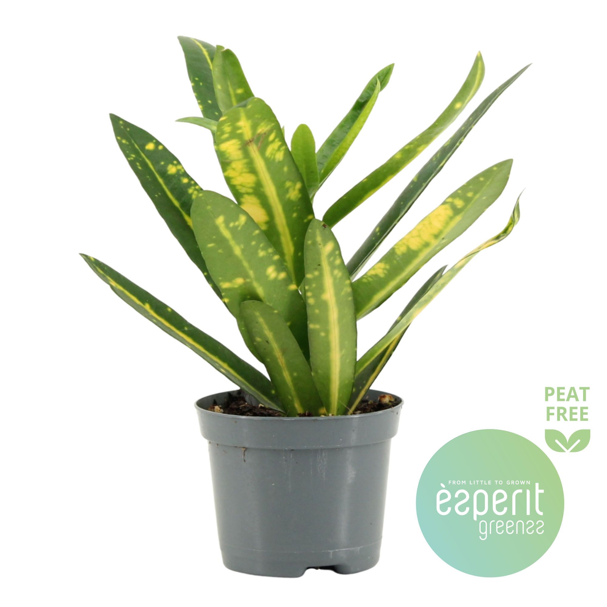 Горшечные цветы и растения оптом Codiaeum Sunny Star от 21шт (для телеги) из Голландии с доставкой по России