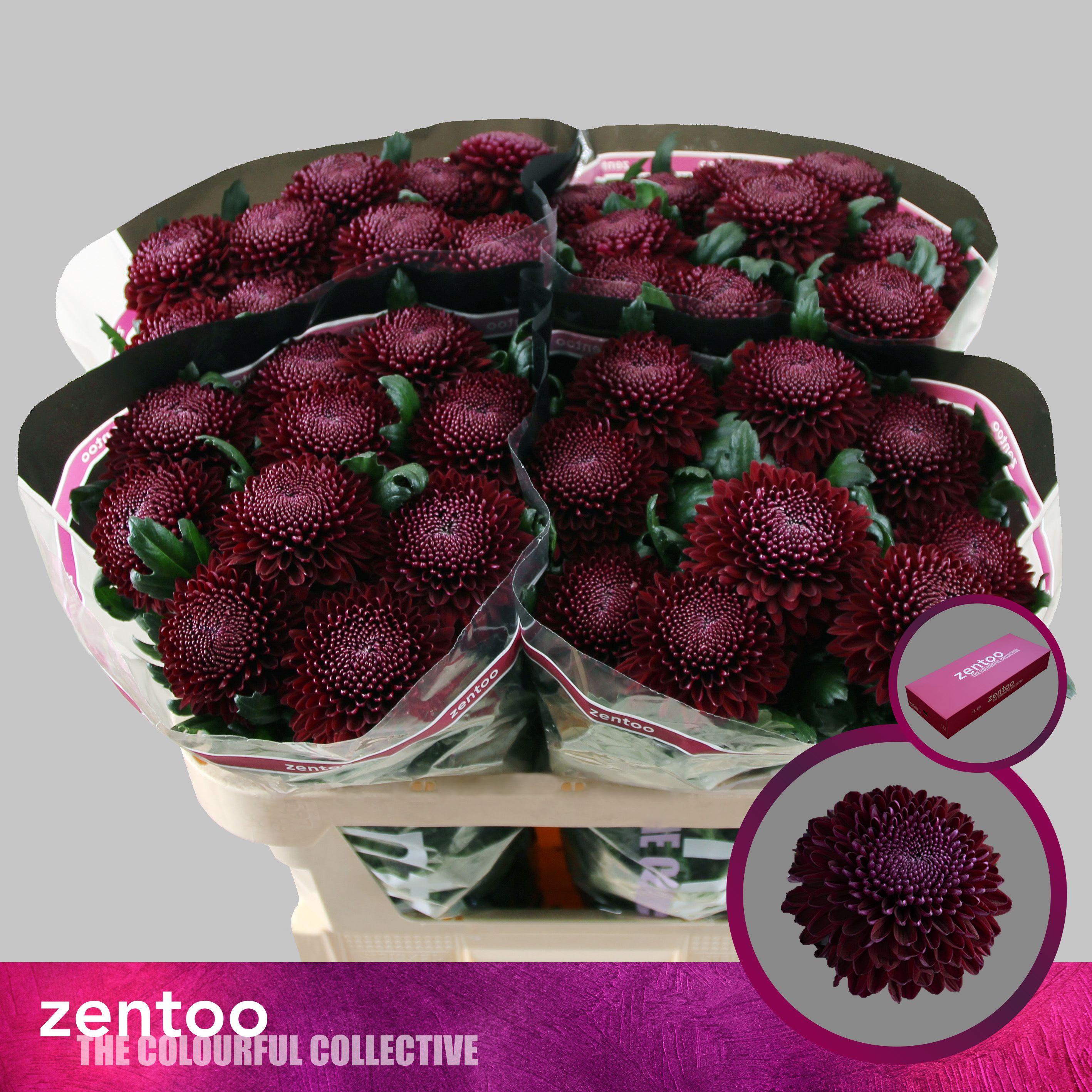 Срезанные цветы оптом Chrys bl poker от 40шт. из Голландии с доставкой по России