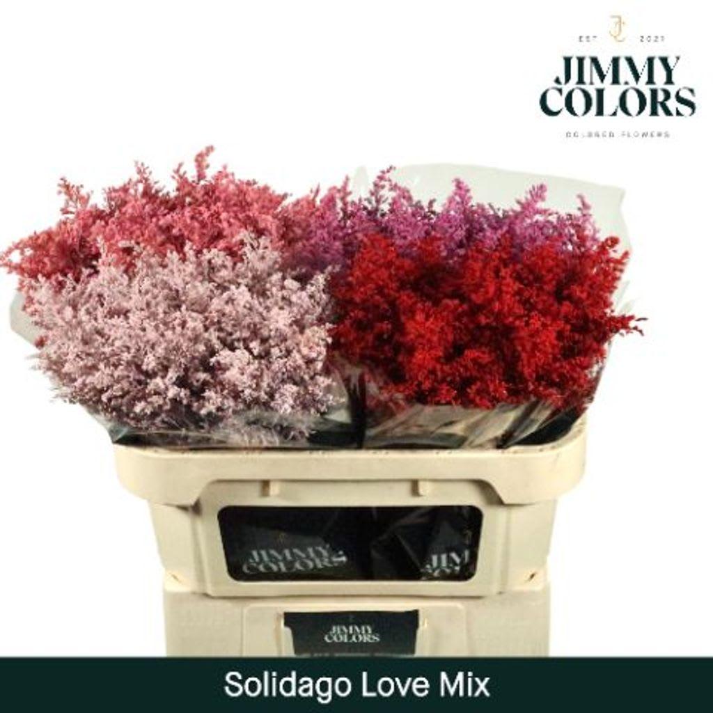 Срезанные цветы оптом Solidago paint love mix от 100шт из Голландии с доставкой по России