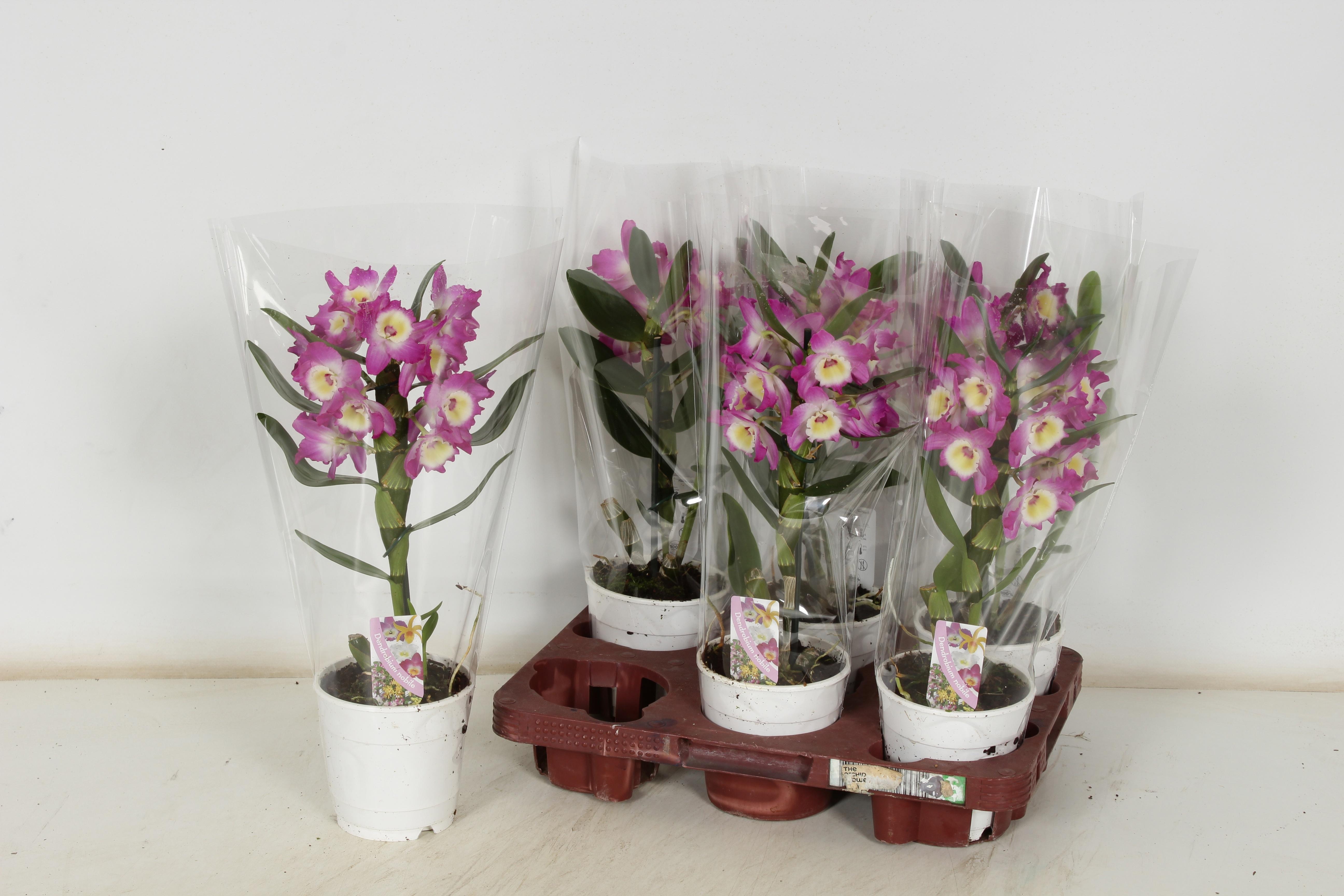 Горшечные цветы и растения оптом Dend Nobile 1-2 Branches Spring Deal от 6шт из Голландии с доставкой по России