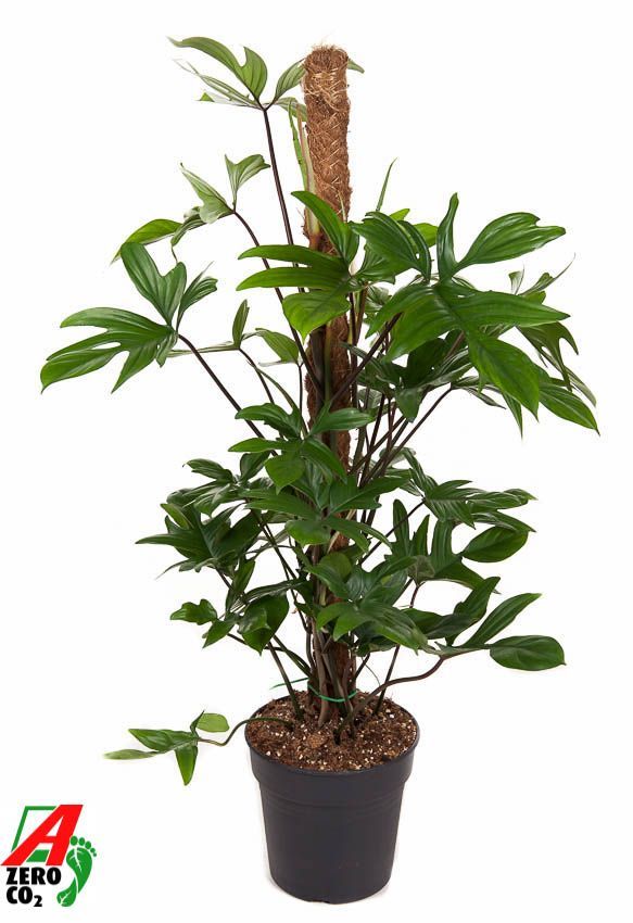 Горшечные цветы и растения оптом Philodendron Pedatum Mosstok от 1шт из Голландии с доставкой по России