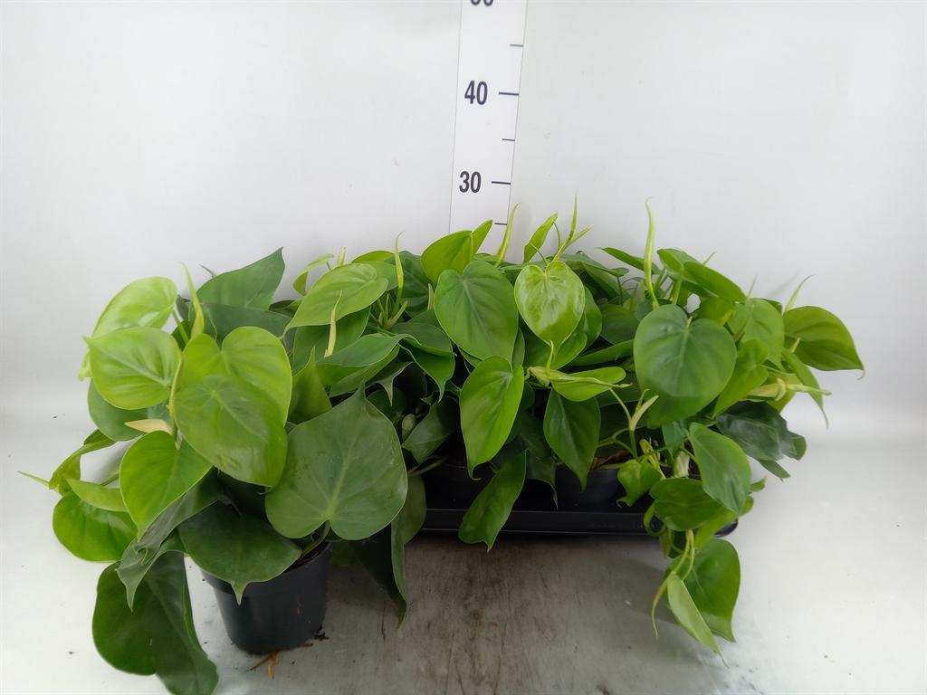 Горшечные цветы и растения оптом Philodendron Scand. от 10шт из Голландии с доставкой по России