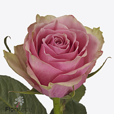 Срезанные цветы оптом Rosa large athena royale от 50шт из Голландии с доставкой по России