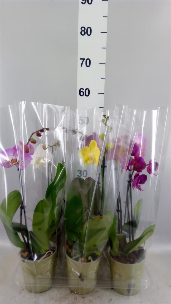 Горшечные цветы и растения оптом Phalaenopsis ...mix A от 6шт из Голландии с доставкой по России