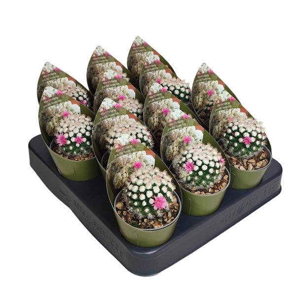 Горшечные цветы и растения оптом Mammillaria Gracilis Texensis Potcover от 12шт (для телеги) из Голландии с доставкой по России