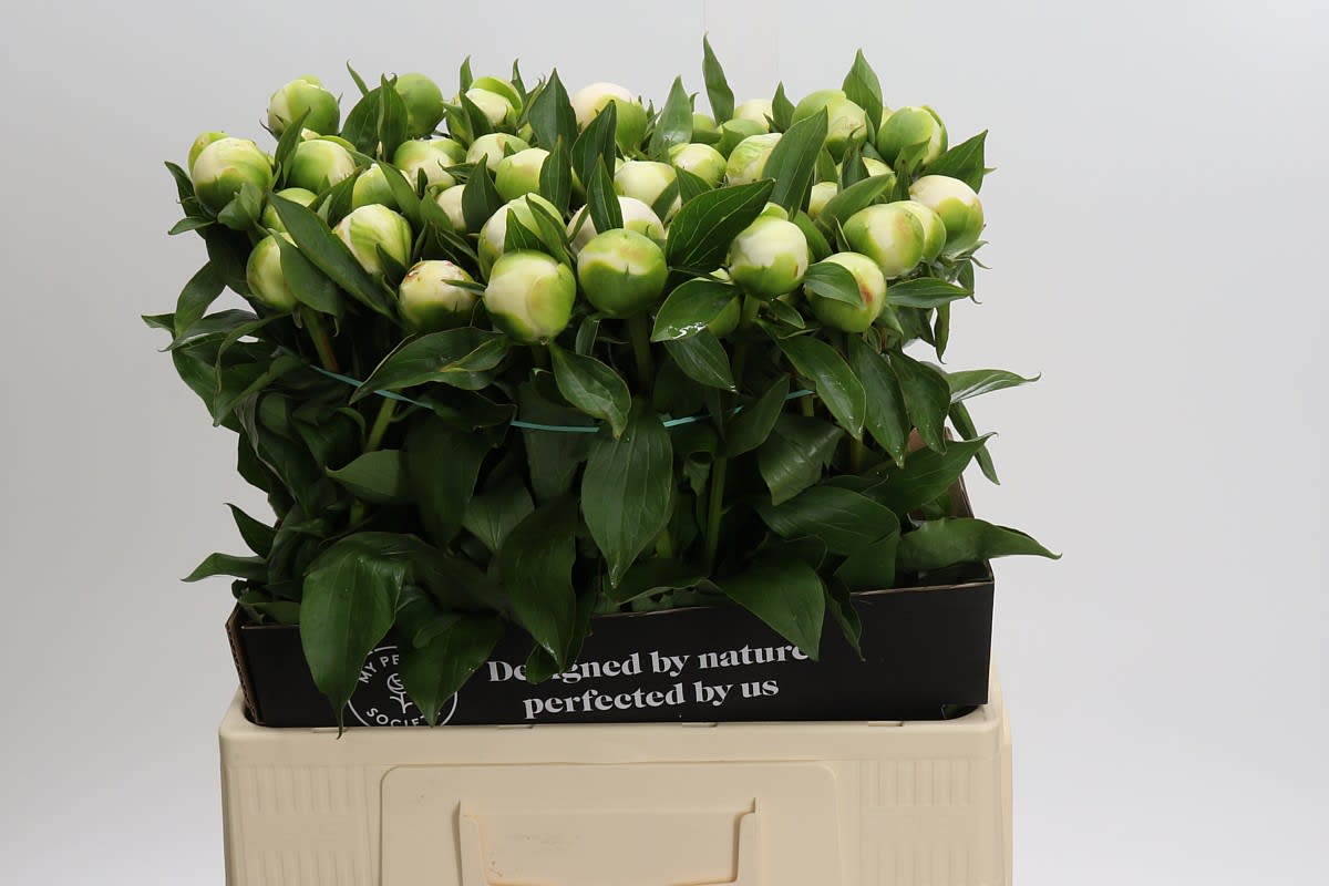 Срезанные цветы оптом Paeonia duchess de nemours A от 80шт из Голландии с доставкой по России