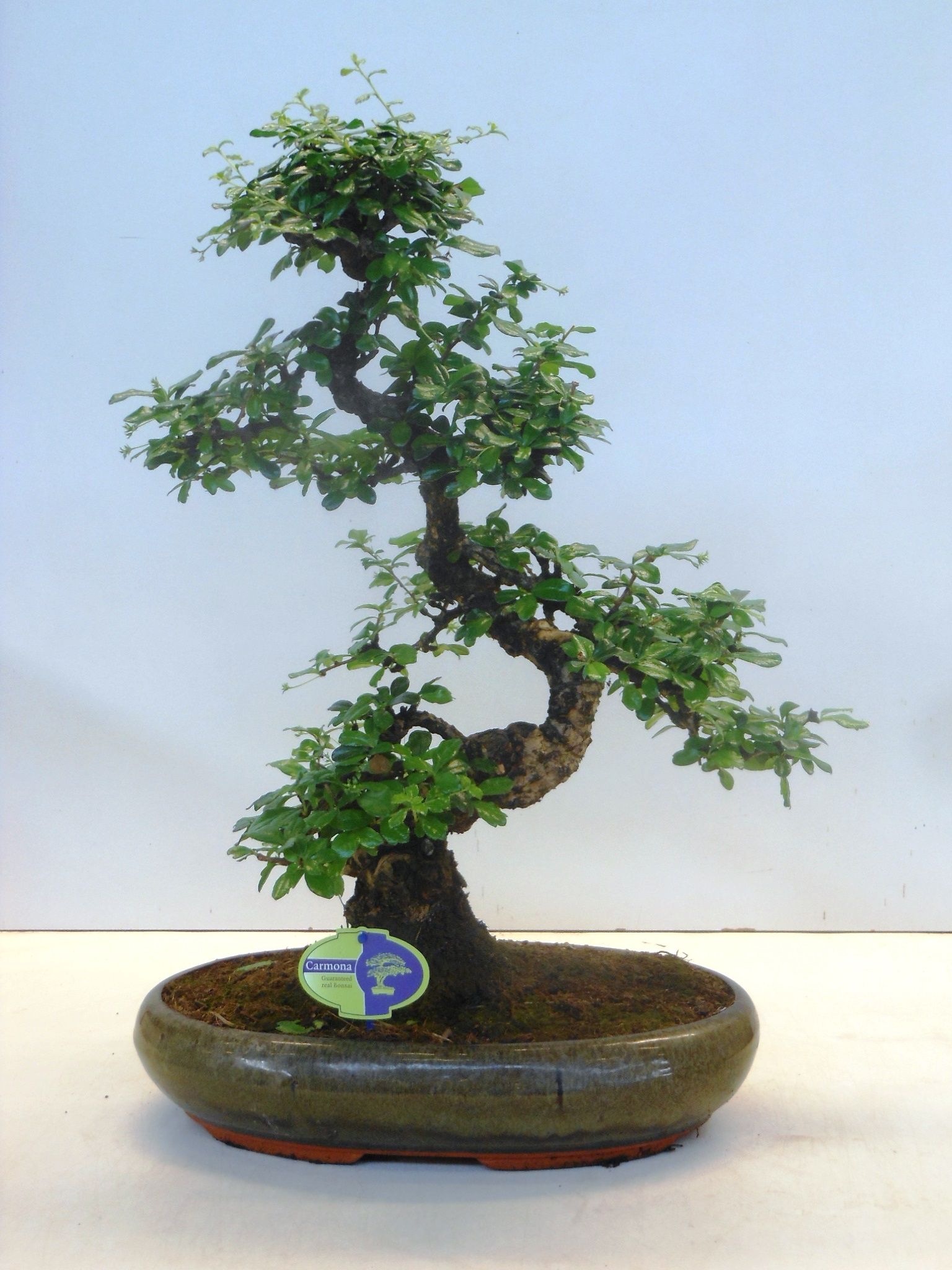 Горшечные цветы и растения оптом Bonsai Carmona Macrophylla, 39cm., Shape, Without от 1шт из Голландии с доставкой по России