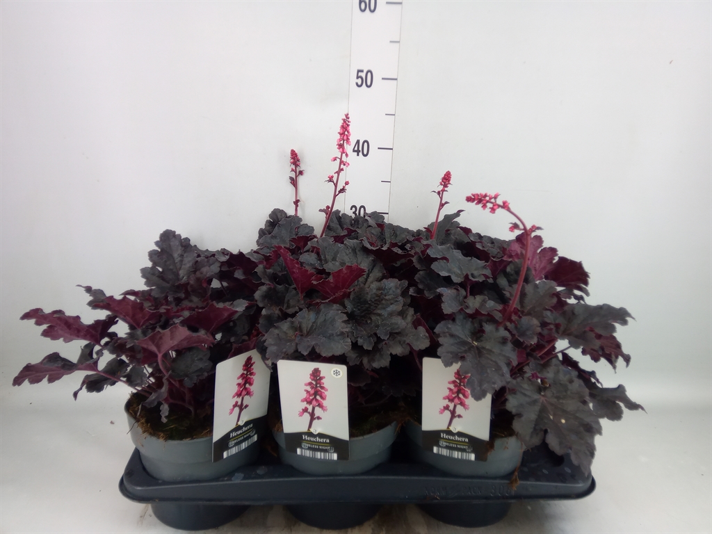 Горшечные цветы и растения оптом Heuchera   ... от 6шт из Голландии с доставкой по России