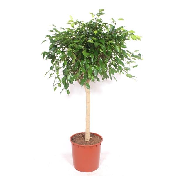 Горшечные цветы и растения оптом Ficus Be Exotica On Stem от 1шт из Голландии с доставкой по России