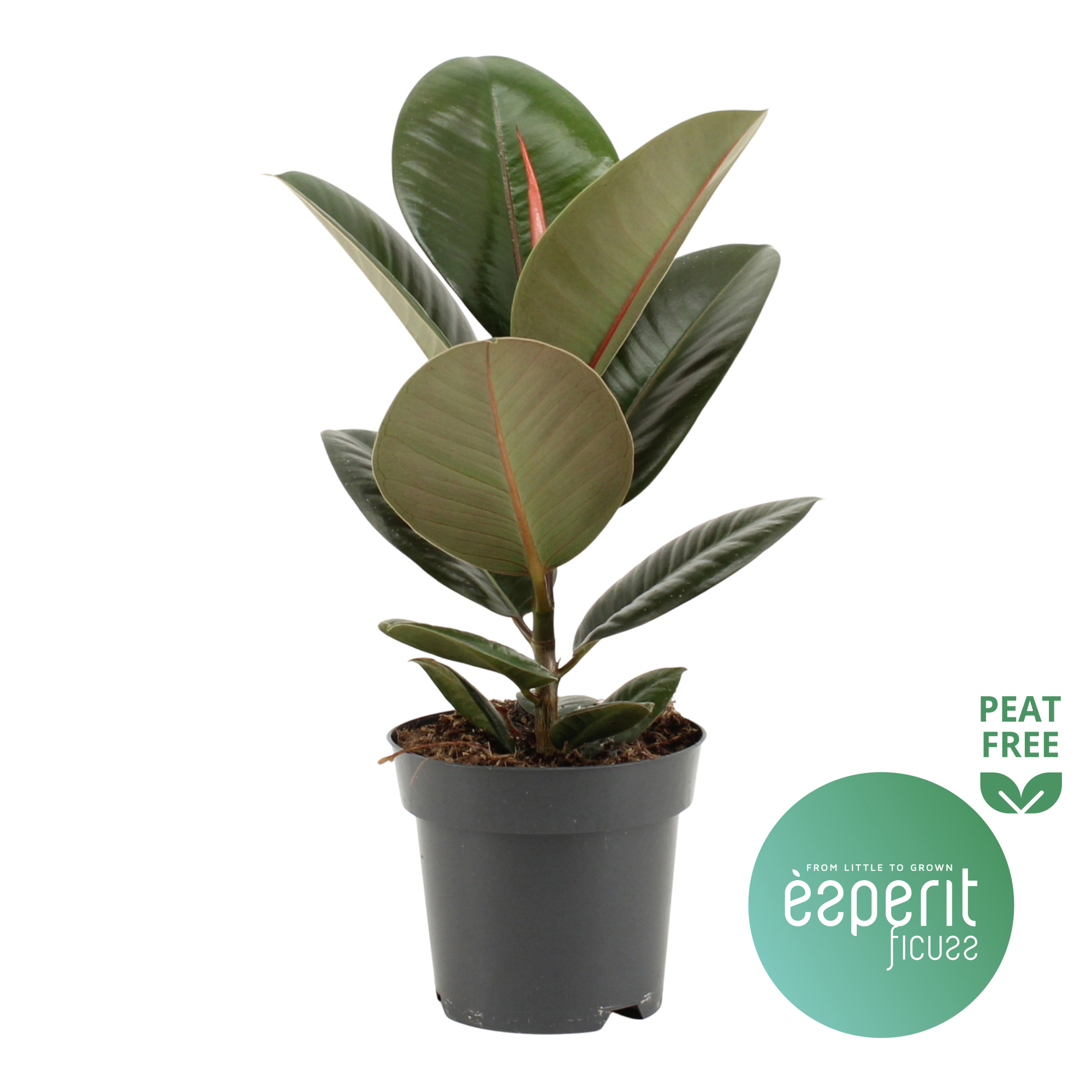 Горшечные цветы и растения оптом Ficus El Robusta от 8шт из Голландии с доставкой по России