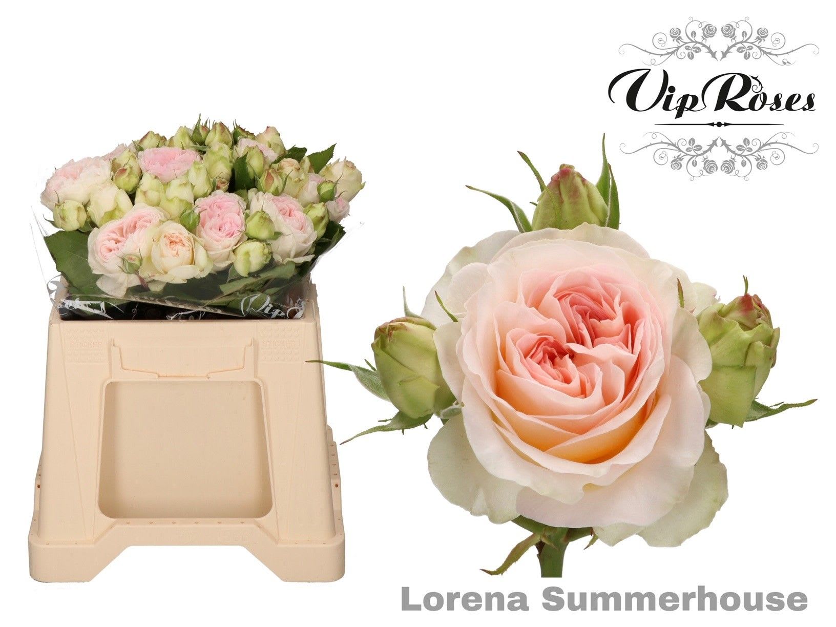 Срезанные цветы оптом Rosa spray lorena summerhouse от 20шт из Голландии с доставкой по России