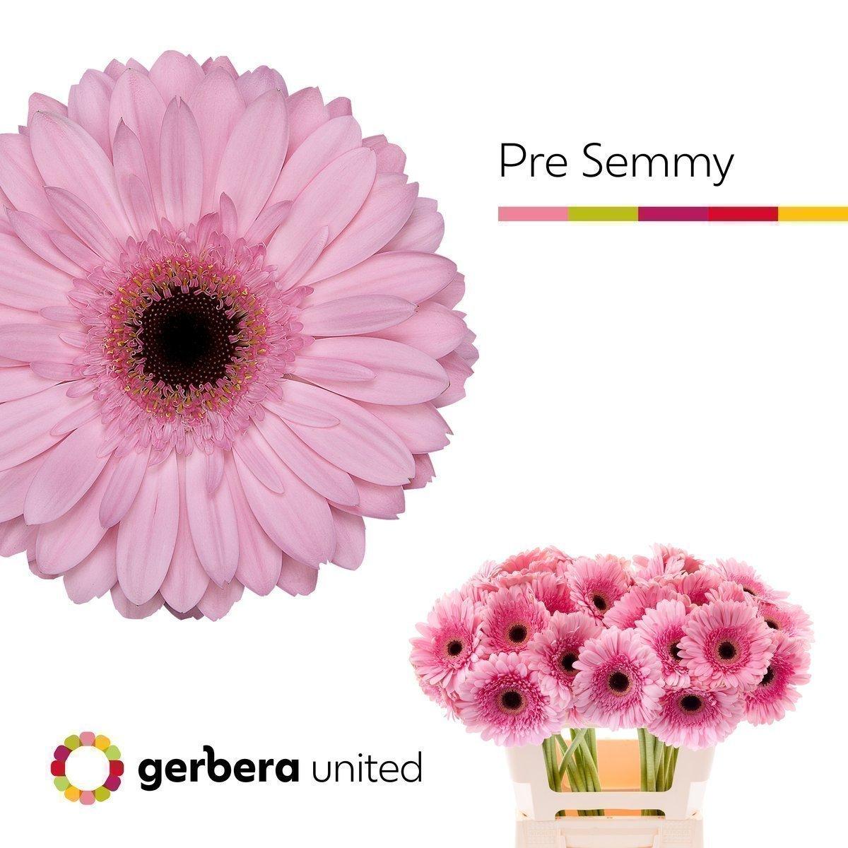Срезанные цветы оптом Gerbera pre-semmy от 40шт из Голландии с доставкой по России