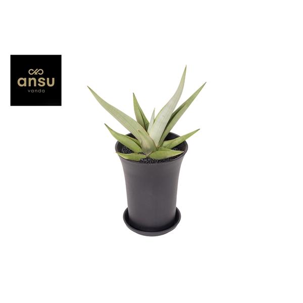 Горшечные цветы и растения оптом Sansevieria Comet Pastel Grey от 5шт из Голландии с доставкой по России