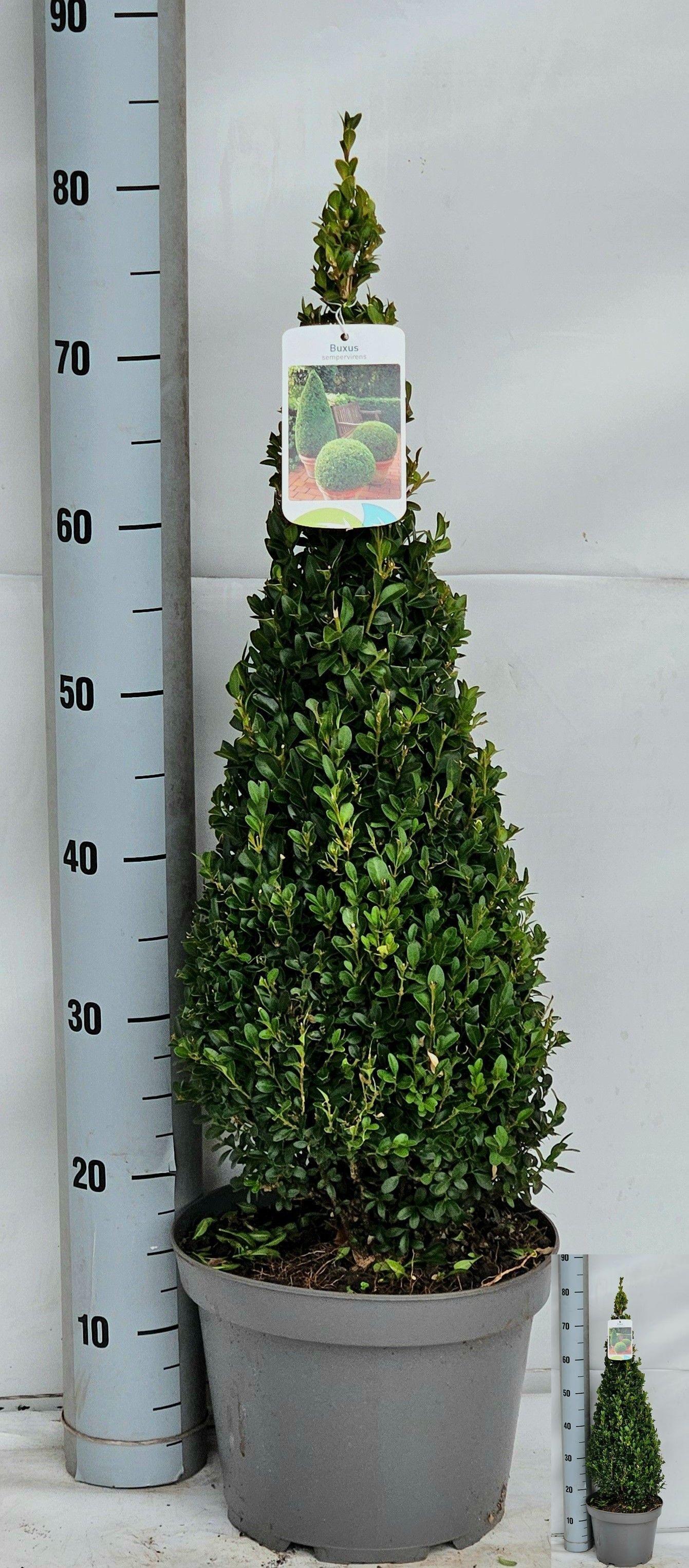 Горшечные цветы и растения оптом Buxu Se Pyramidalis от 1шт из Голландии с доставкой по России