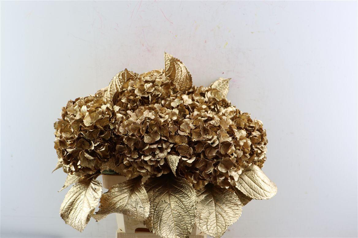 Срезанные цветы оптом Hydrangea paint gold antique от 10шт из Голландии с доставкой по России