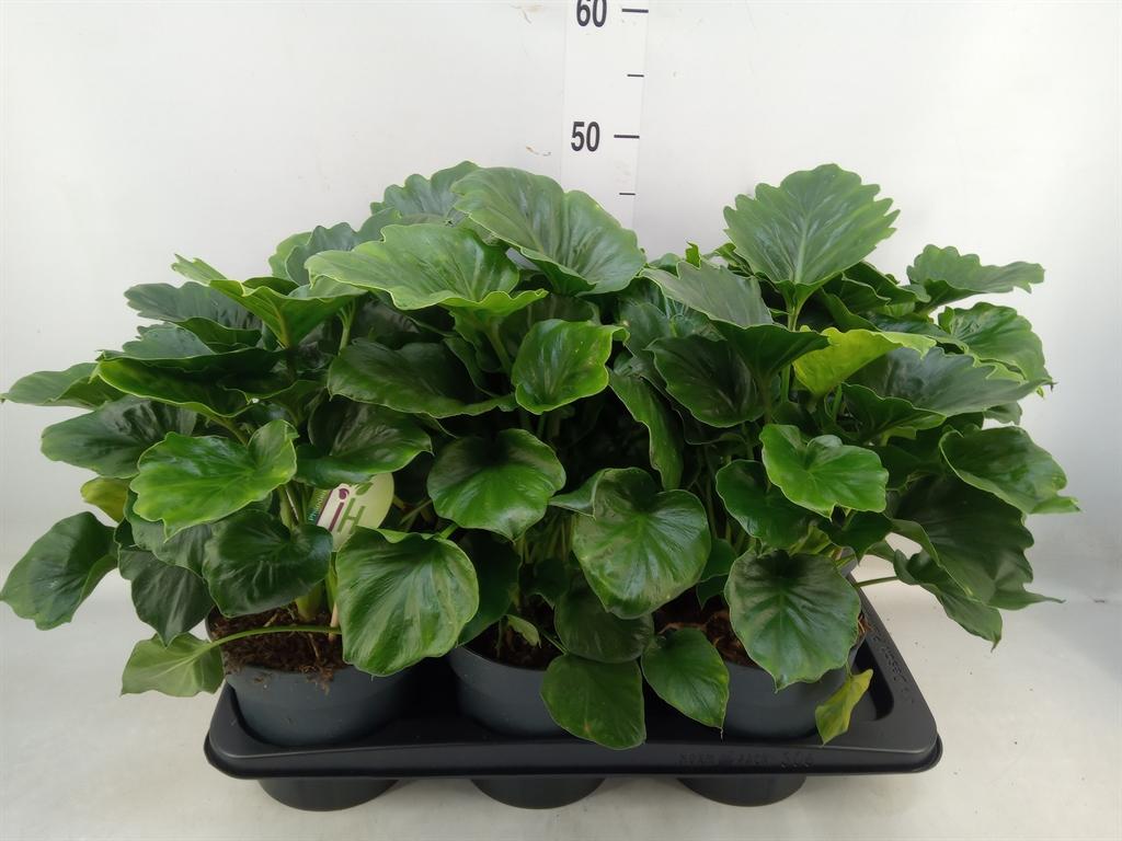 Горшечные цветы и растения оптом Philodendron   ... от 6шт из Голландии с доставкой по России