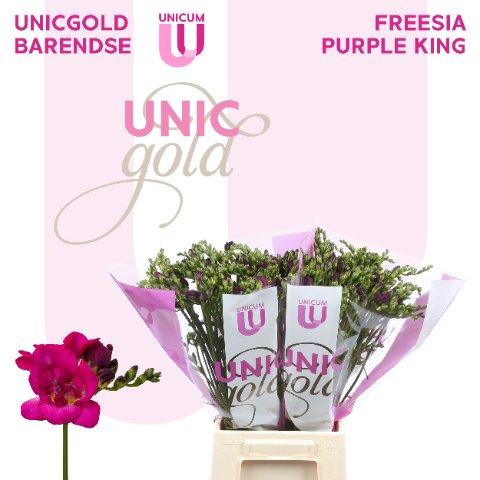 Срезанные цветы оптом Freesia do purple king от 100шт из Голландии с доставкой по России