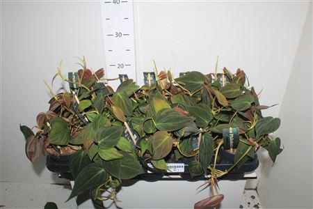 Горшечные цветы и растения оптом Phil Scandens Micans от 10шт из Голландии с доставкой по России