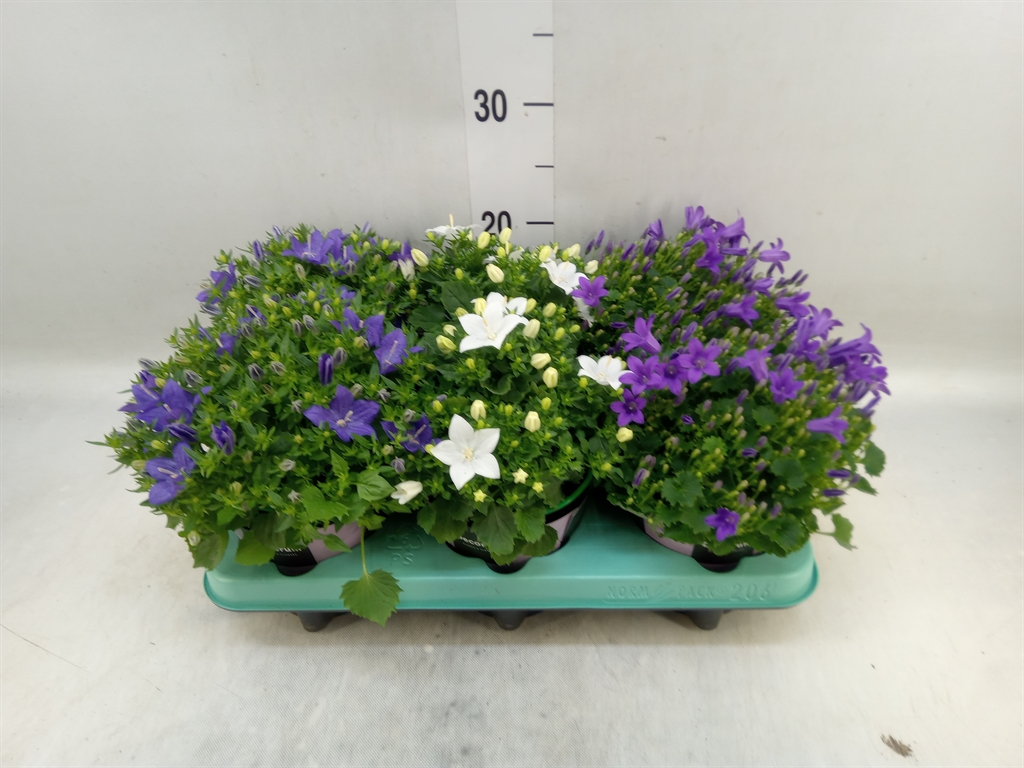 Горшечные цветы и растения оптом Campanula   ... от 6шт (для телеги) из Голландии с доставкой по России