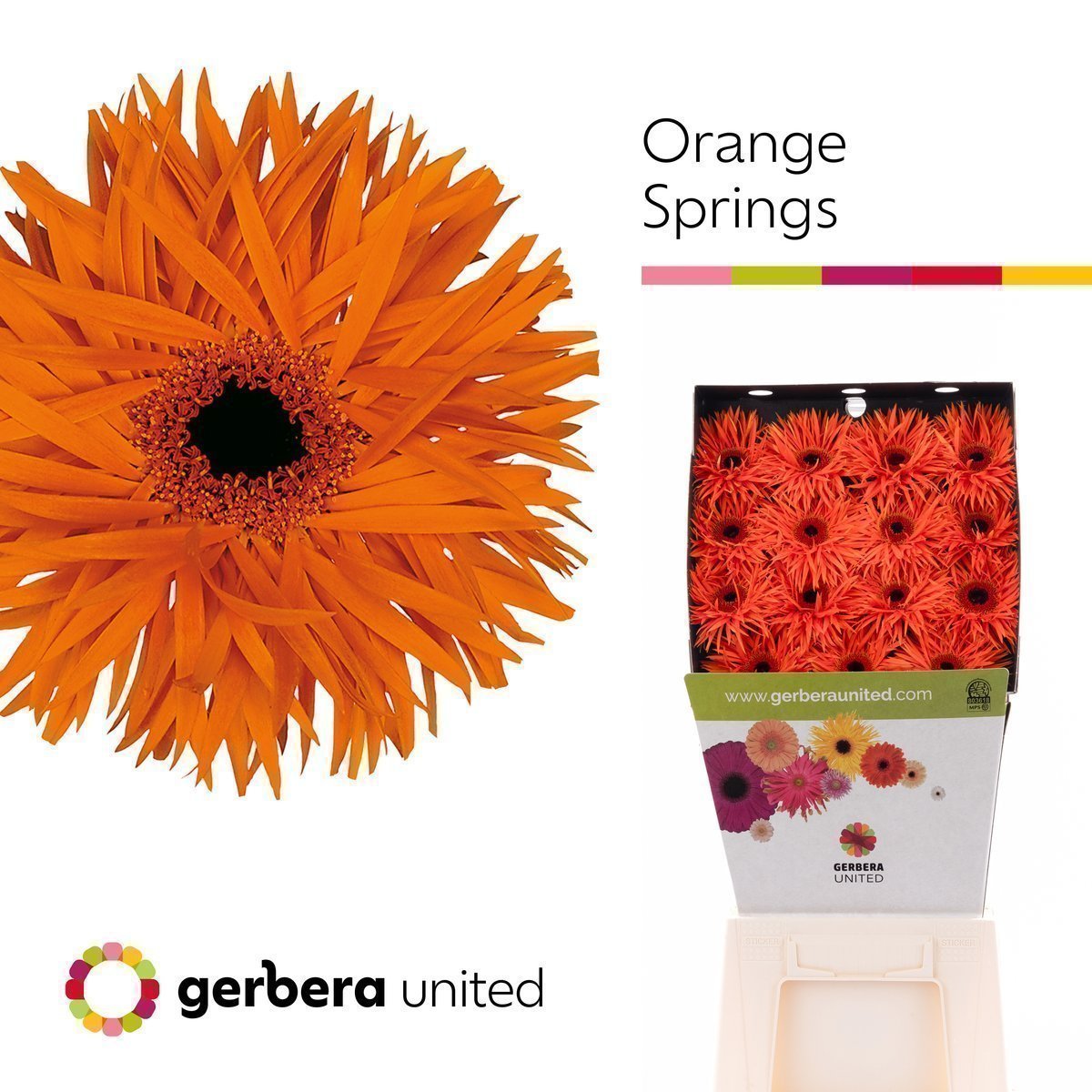 Срезанные цветы оптом Gerbera diamond orange springs от 30шт. из Голландии с доставкой по России
